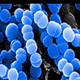 cells